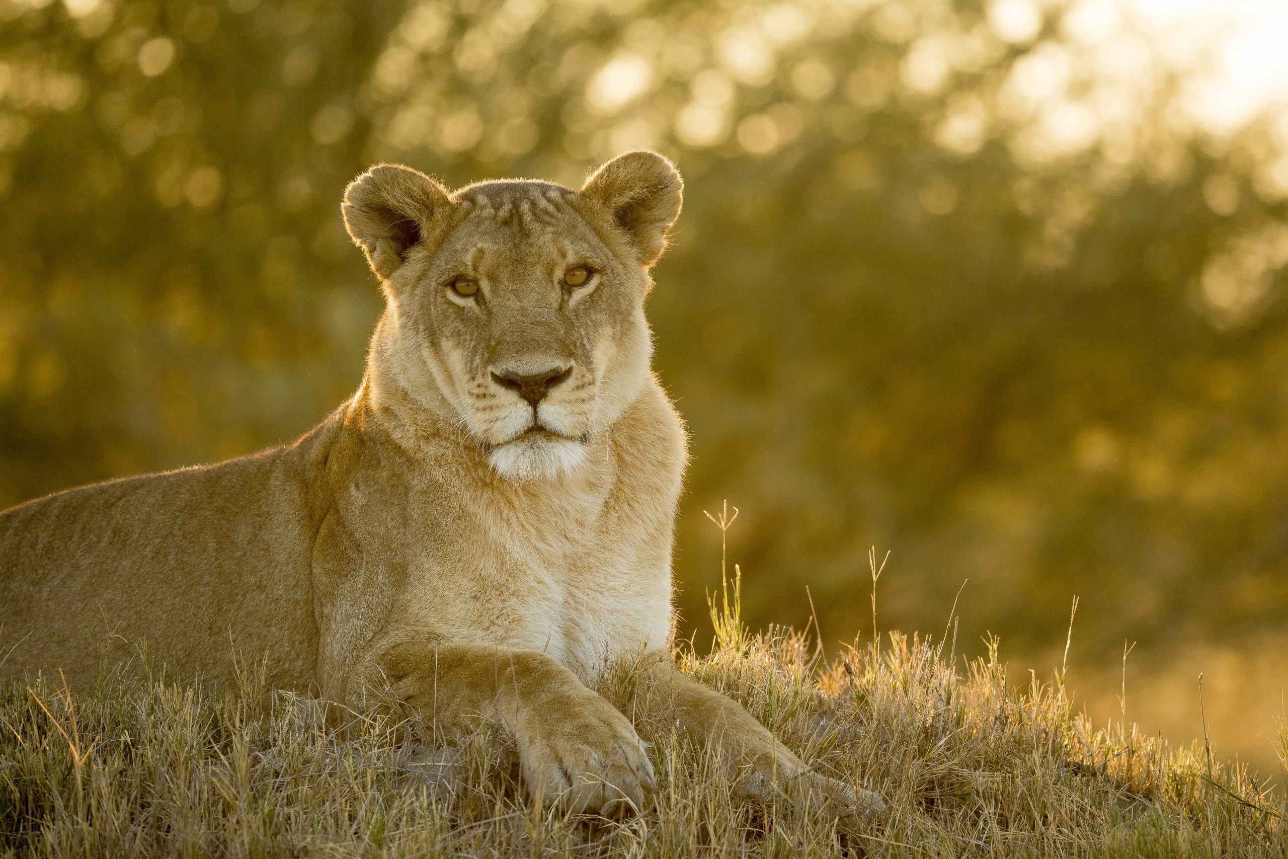 Savage Kingdom Returns To NatGeo Interview With Alex Cooke