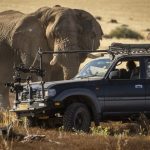 Desert elephant Secrets of the Elephants
