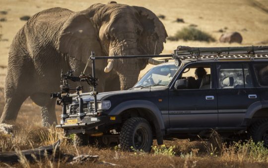 Desert elephant Secrets of the Elephants
